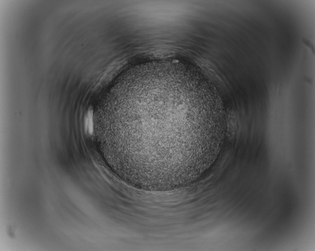 X0000099940046200806061529