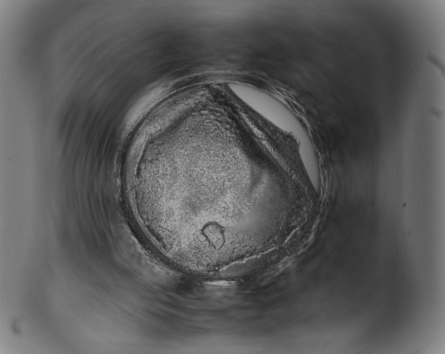 X0000099940053200806061528