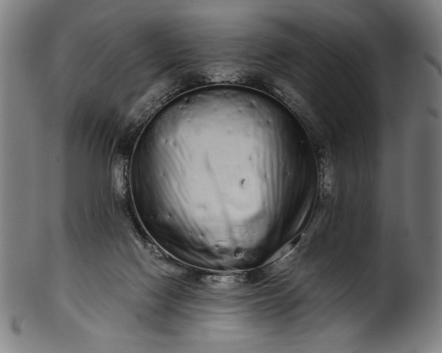 X0000099940074200806061529