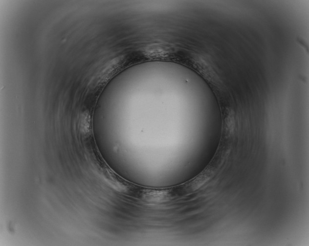 X0000099940081200806061529
