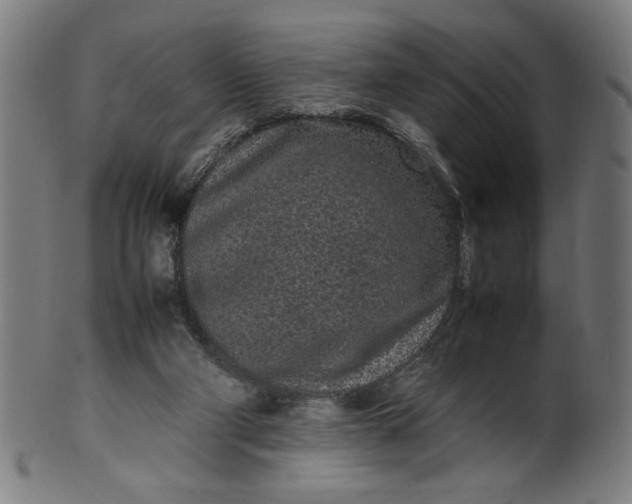 X0000099940114200806061528