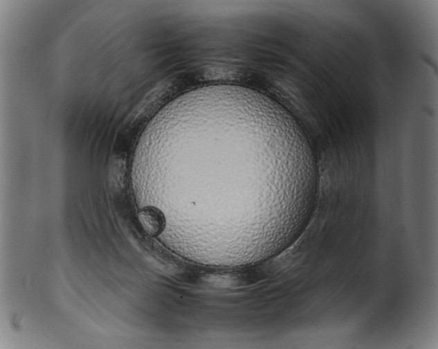 X0000099940171200806061527