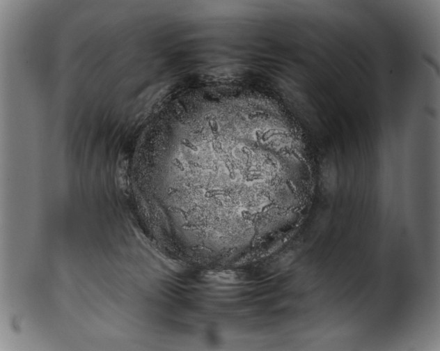 X0000099940181200806061527