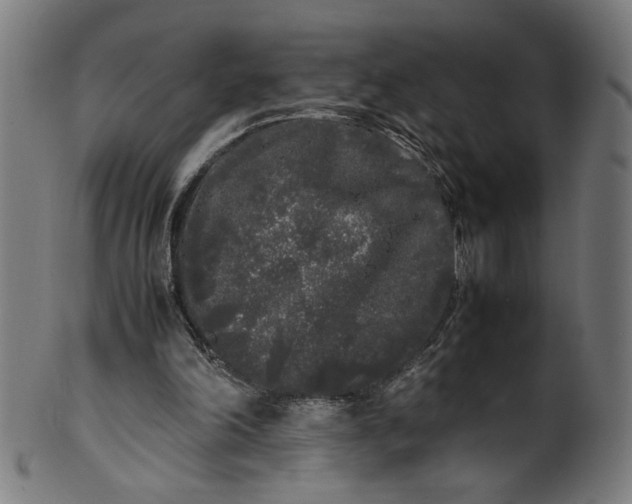 X0000099940198200806061526