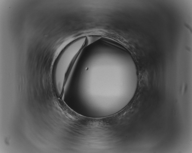 X0000099940200200806061526