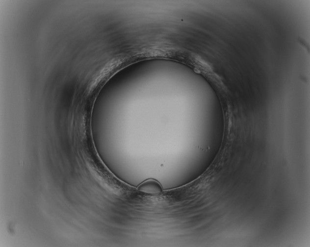 X0000099940250200806061525