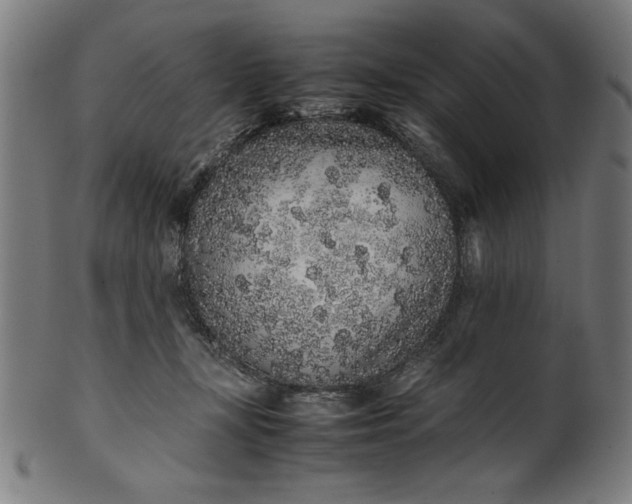 X0000099940367200806061524