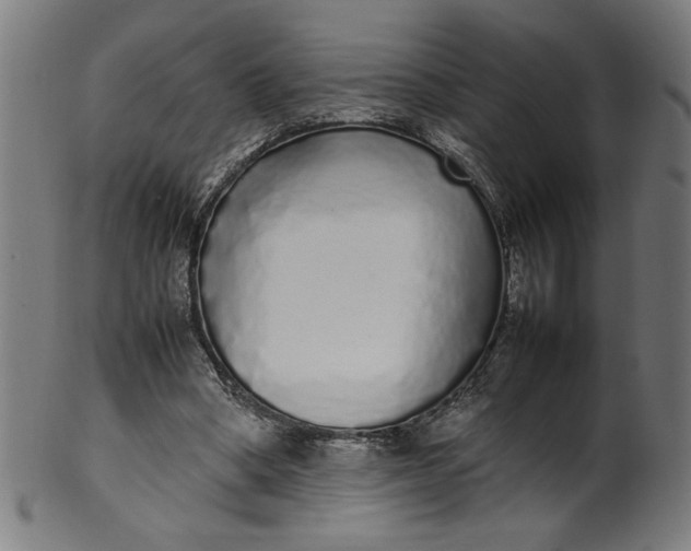 X0000099940394200806061523