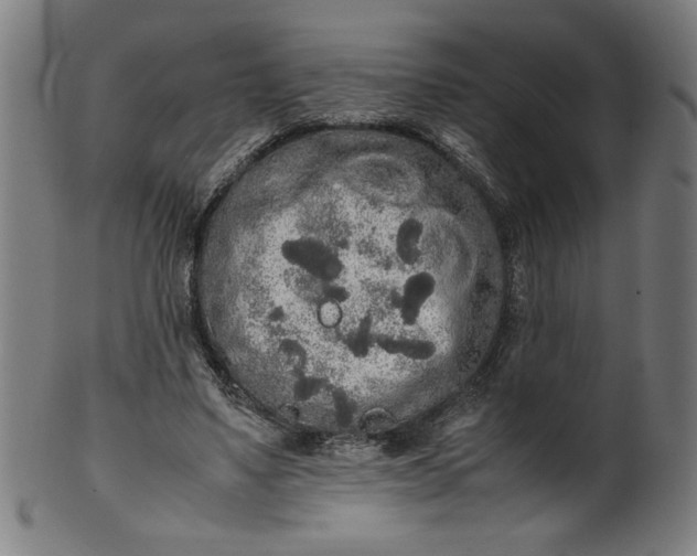 X0000099940491200806061522
