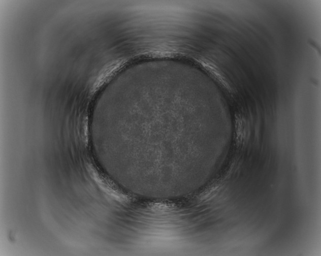 X0000099940494200806061521