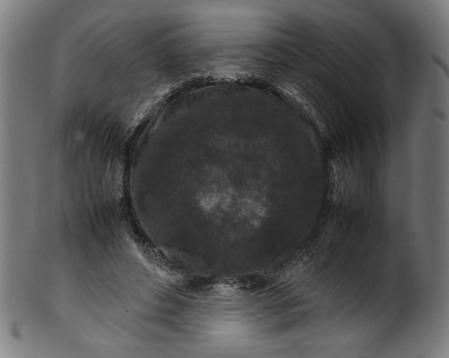 X0000099940496200806061521