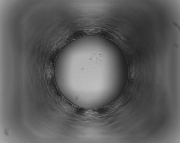 X0000099940515200806061521