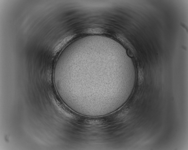 X0000099940533200806061520