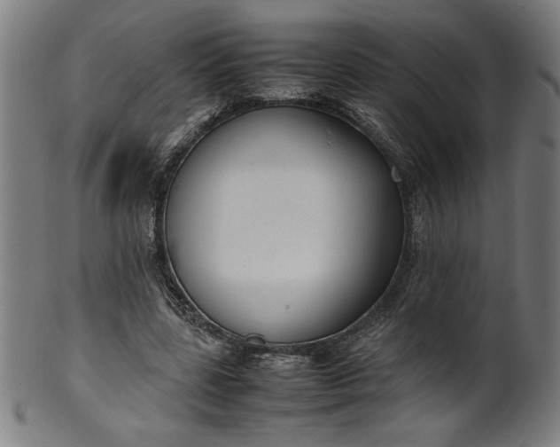 X0000099940539200806061520