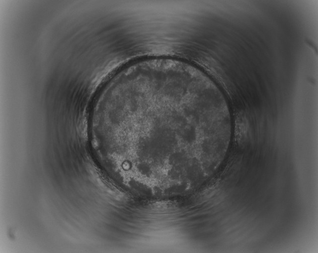 X0000099940584200806061520
