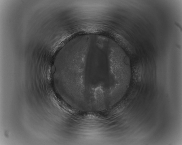 X0000099940596200806061520