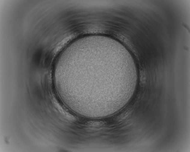 X0000099940629200806061519