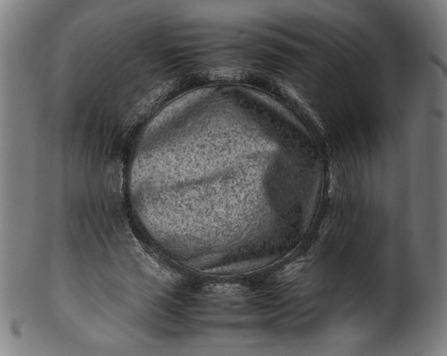 X0000099940637200806061519