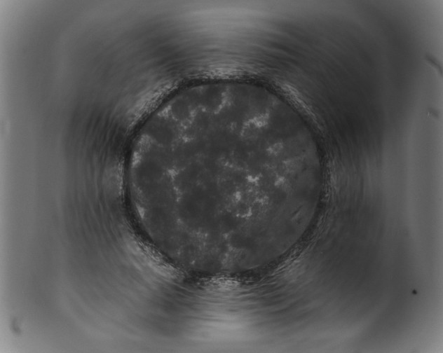 X0000099940640200806061519