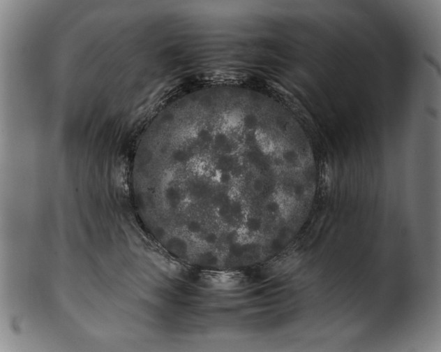 X0000099940663200806061519