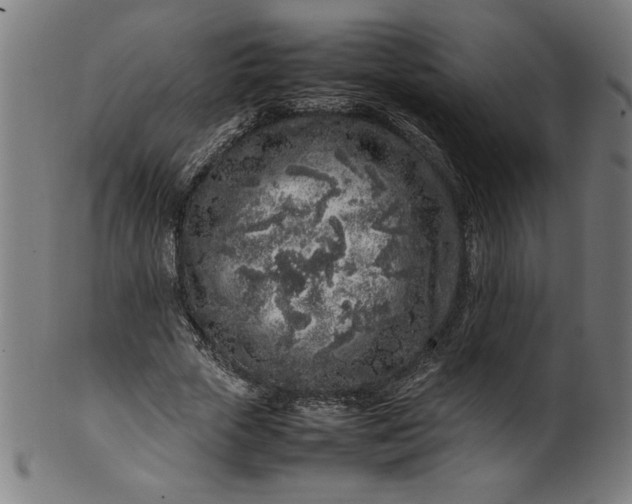 X0000099940729200806061517