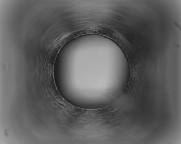 X0000099940773200806061517