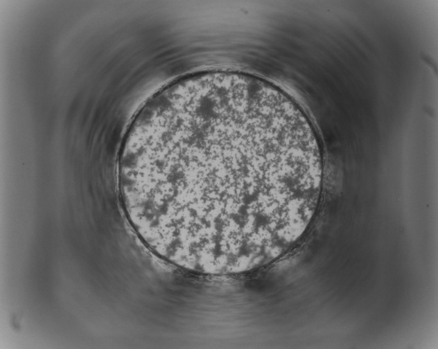 X0000099940807200806061517