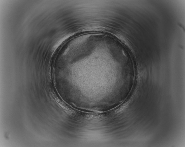 X0000099940830200806061516