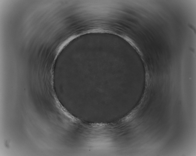X0000099940854200806061516