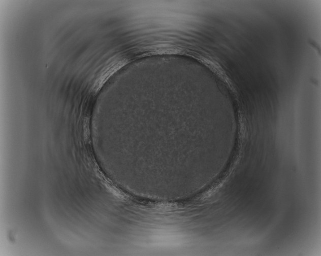 X0000099940889200806061515