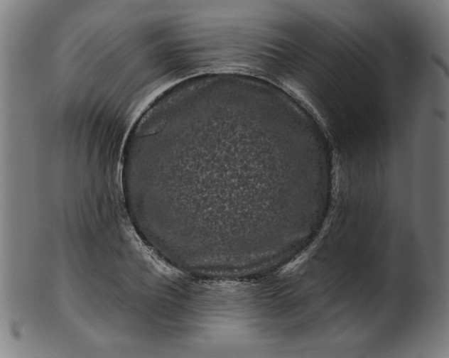 X0000099940932200806061515