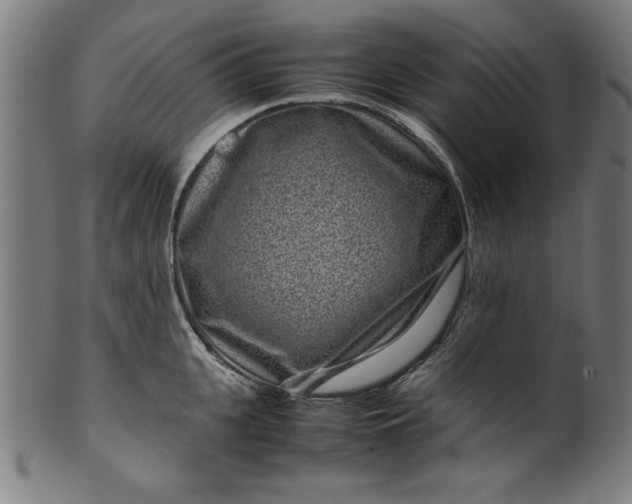X0000099940951200806061515