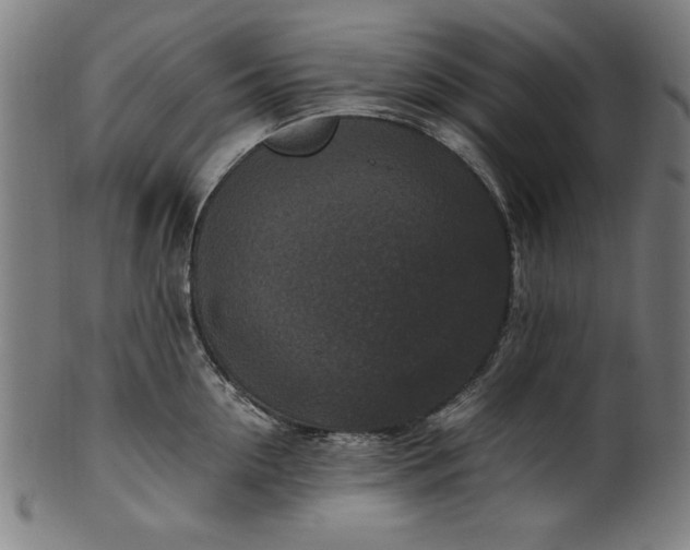 X0000099940954200806061515