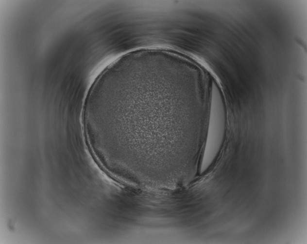X0000099940959200806061515