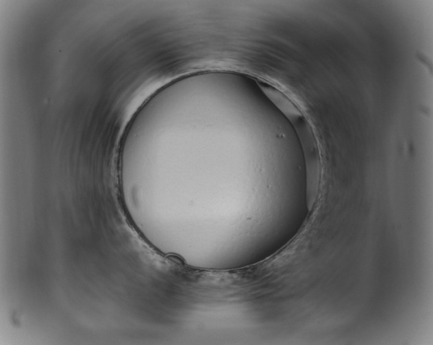 X0000099941056200806061514