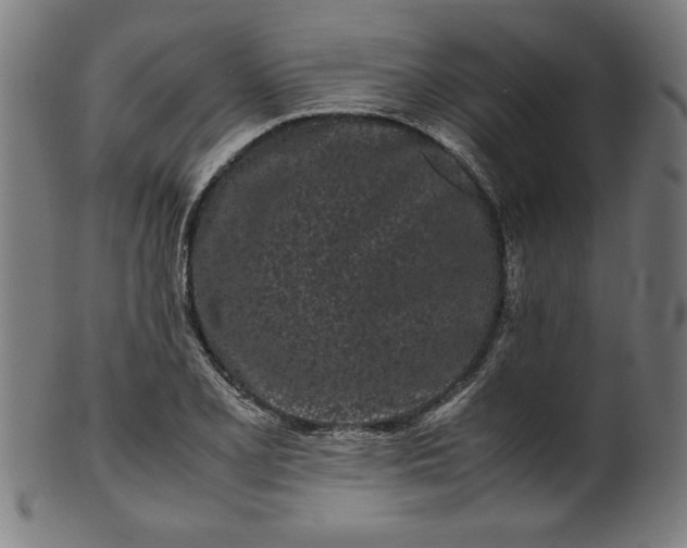 X0000099941077200806061512