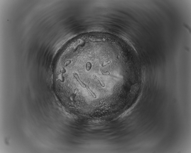 X0000099941117200806061511