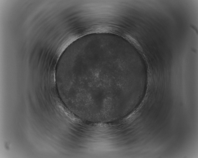 X0000099941226200806061510