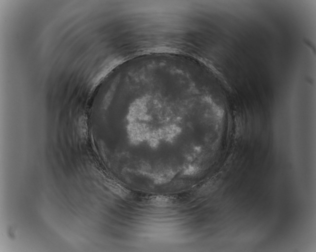 X0000099941266200806061509