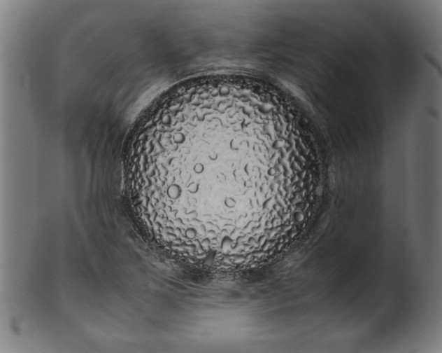 X0000099941267200806061509