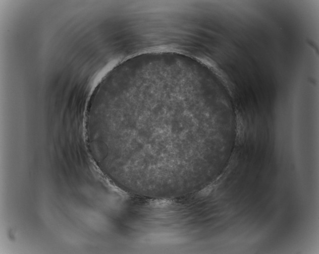 X0000099941278200806061509