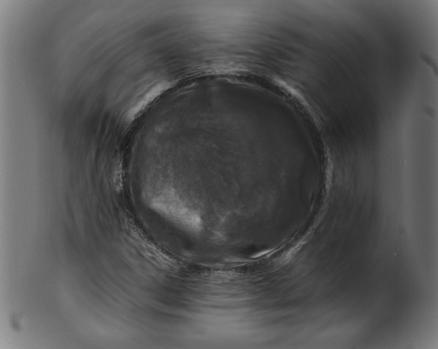 X0000099941306200806061509