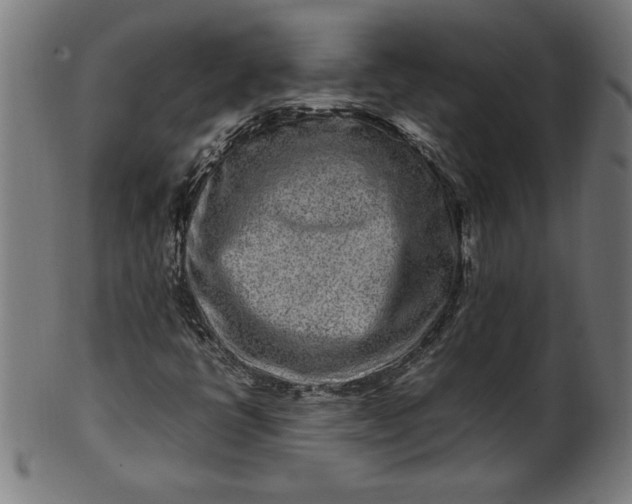 X0000099941398200806061507