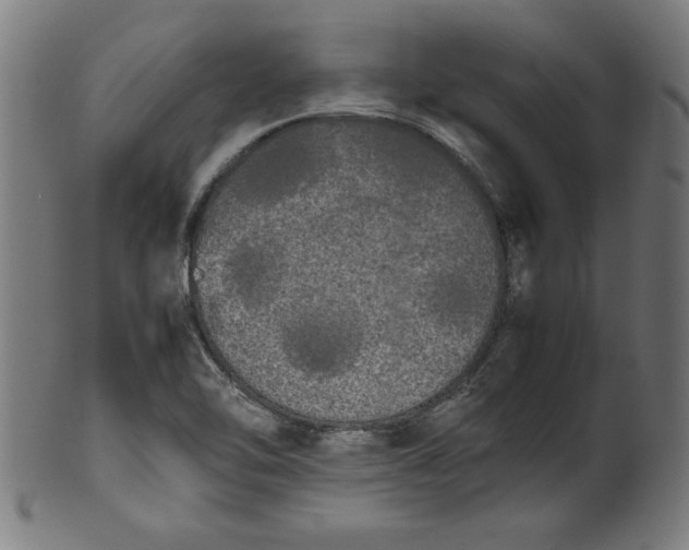 X0000099941462200806061507