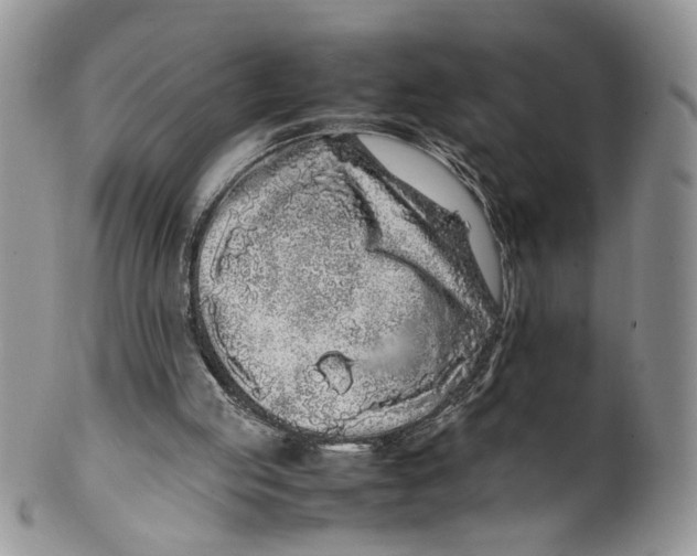 X0000099940053200806131434