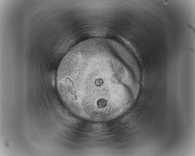 X0000099940069200806131434