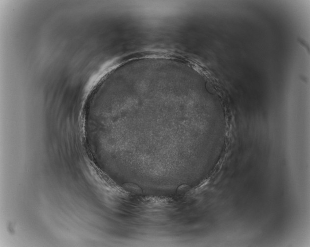 X0000099940343200806131430