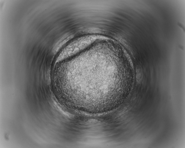 X0000099940390200806131430