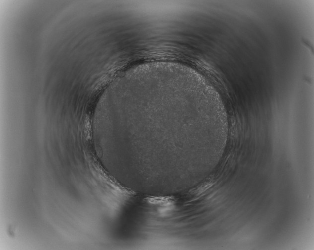 X0000099940465200806131429