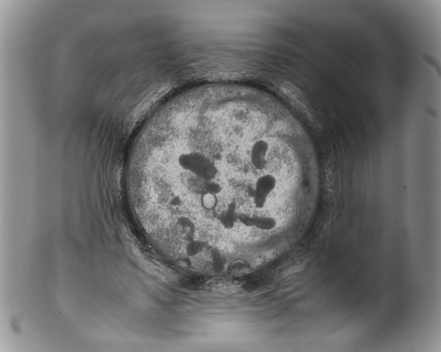 X0000099940491200806131428